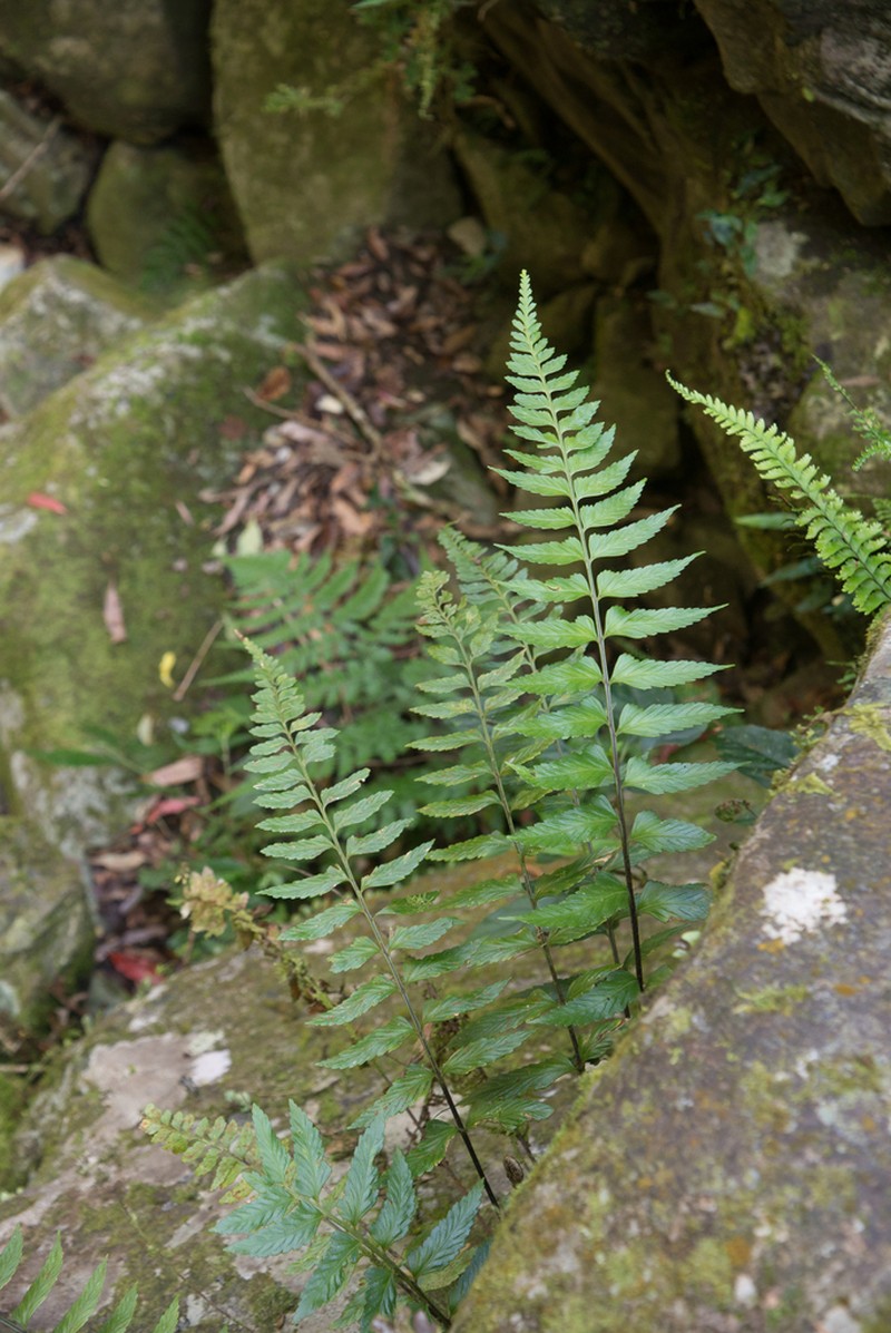 Asplenium steerei photo 5