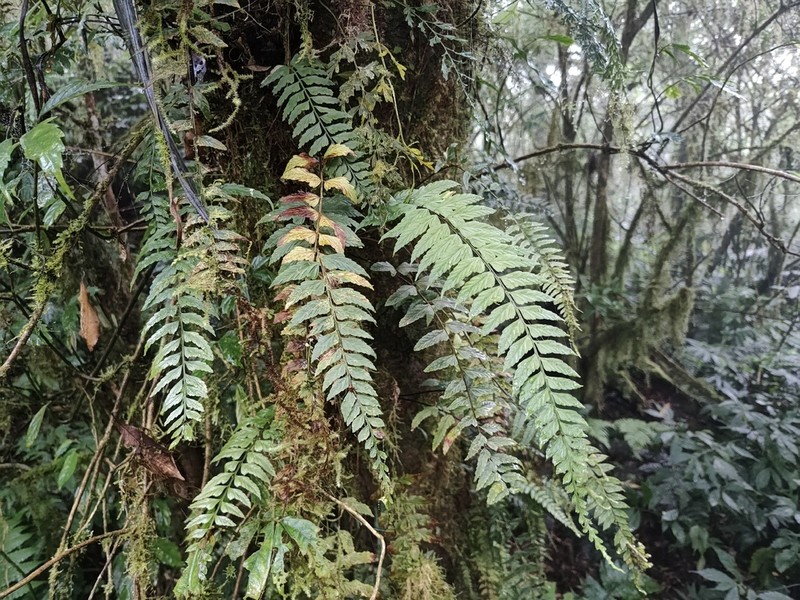 Asplenium steerei photo 6