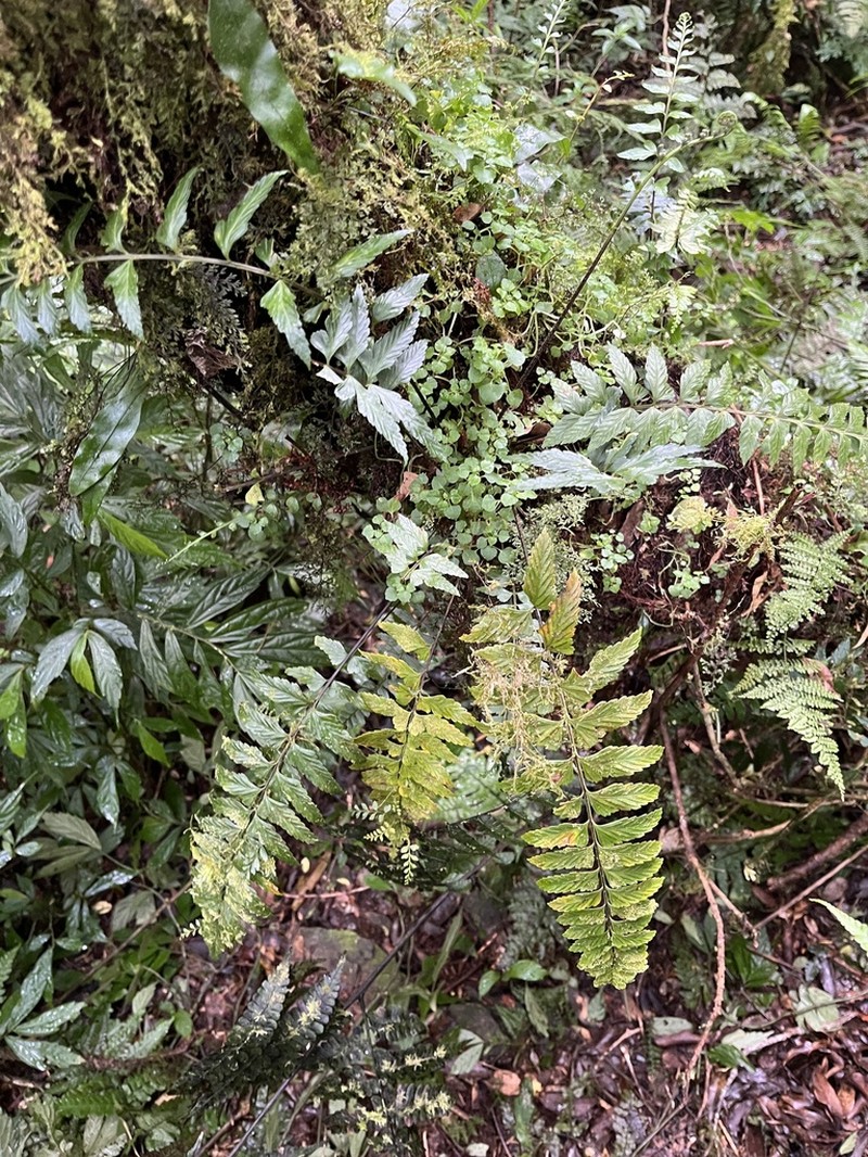 Asplenium steerei photo 7