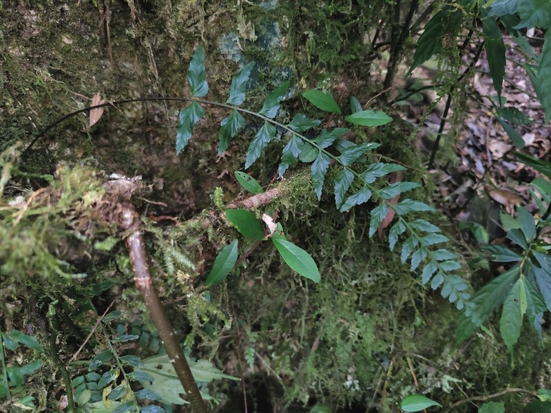 Asplenium steerei photo 8