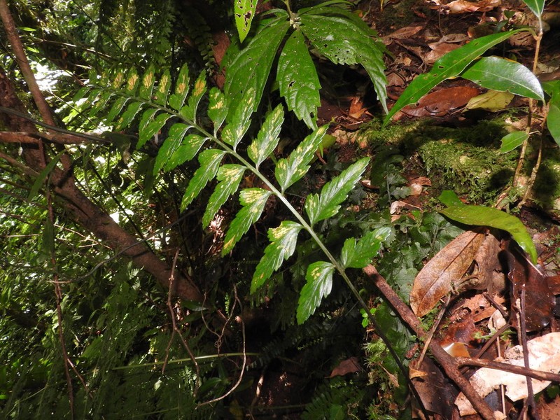 Asplenium steerei