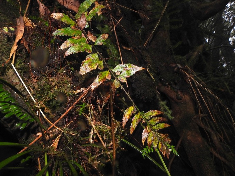 Asplenium steerei photo 2