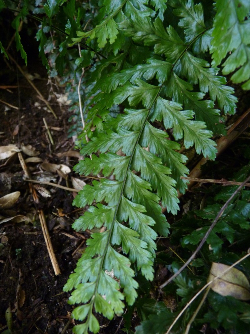 Asplenium stellatum photo 2