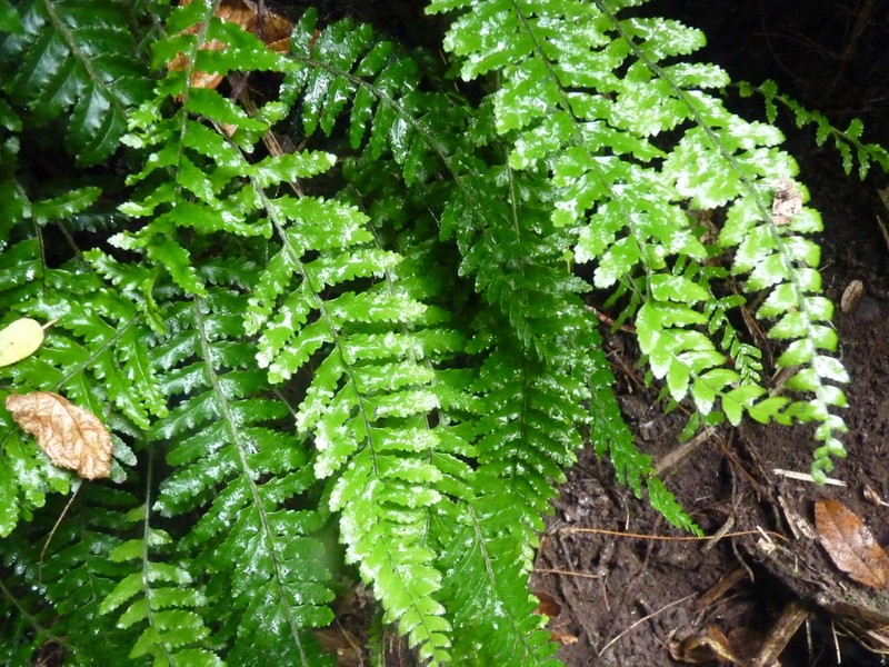 Asplenium stellatum photo 3