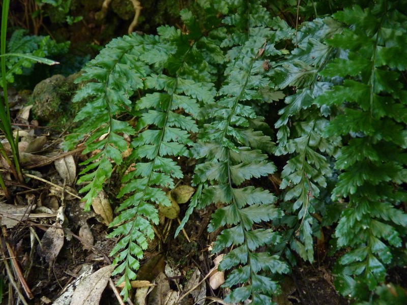 Asplenium stellatum photo 4