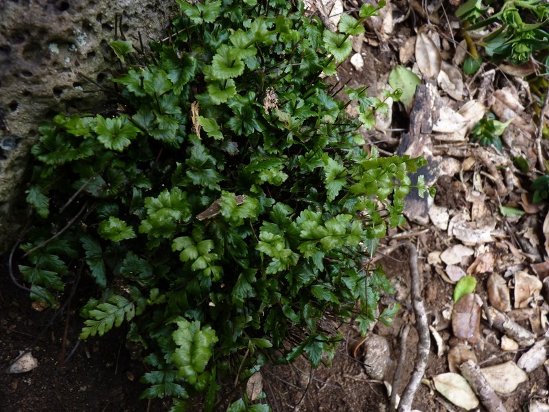 Asplenium stellatum photo 5