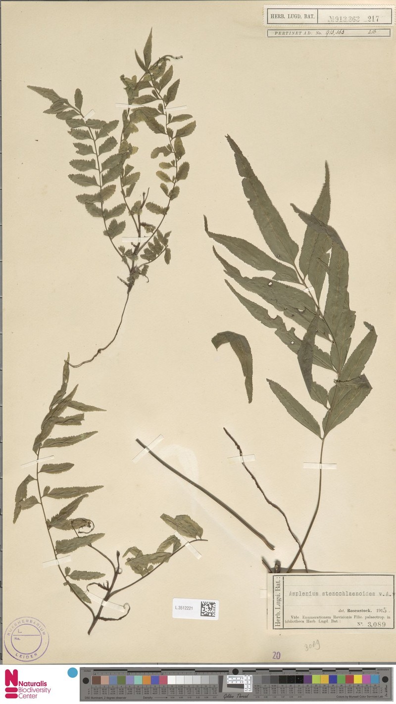 Asplenium stenochlaenoides