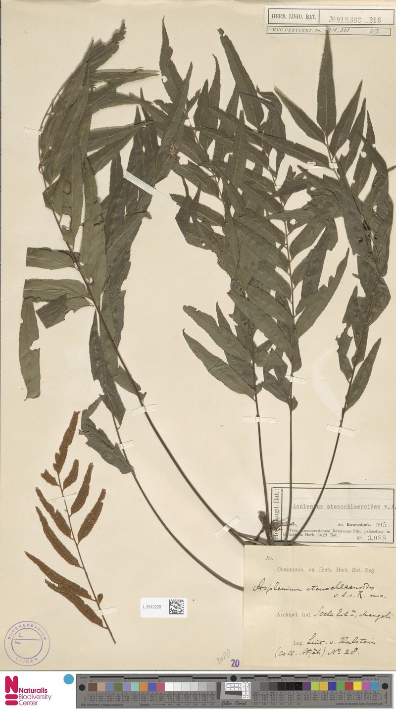 Asplenium stenochlaenoides photo 2