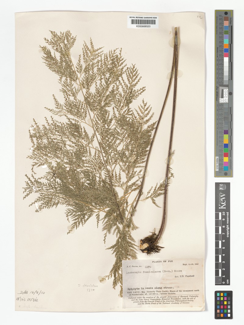 Asplenium stenolobum photo 3