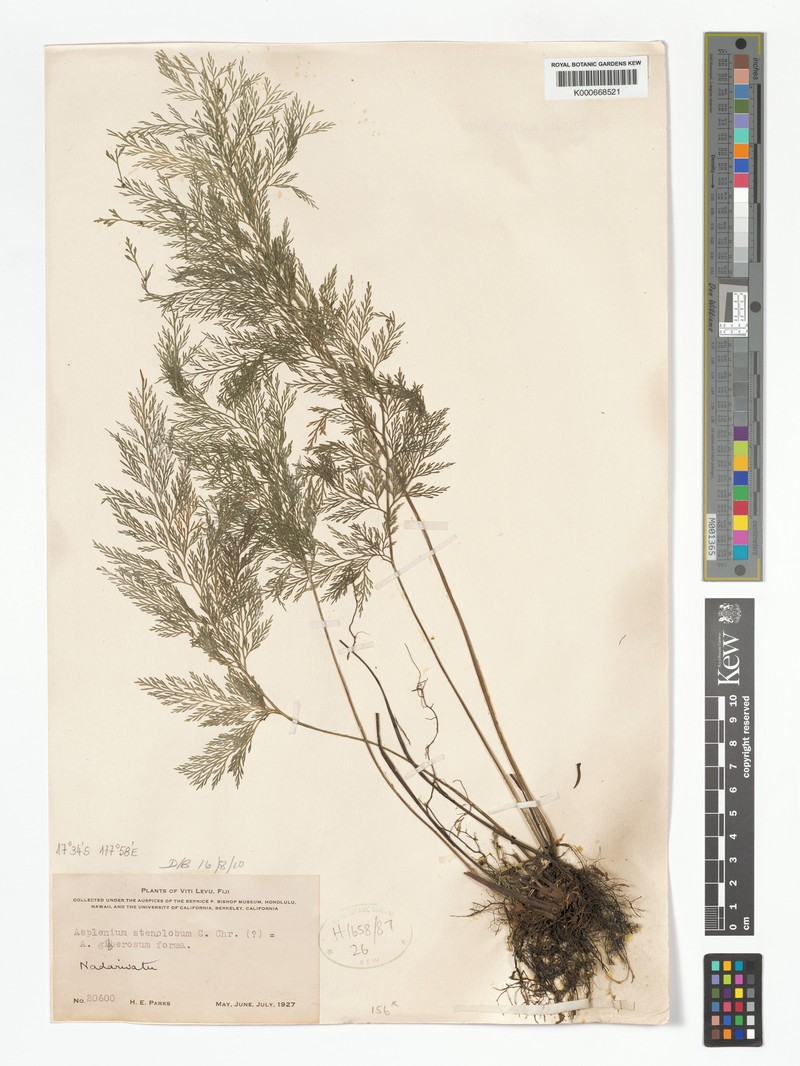 Asplenium stenolobum photo 4