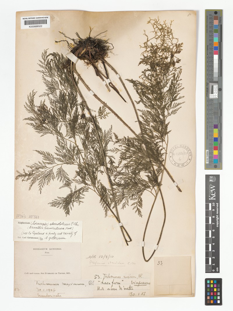 Asplenium stenolobum photo 5