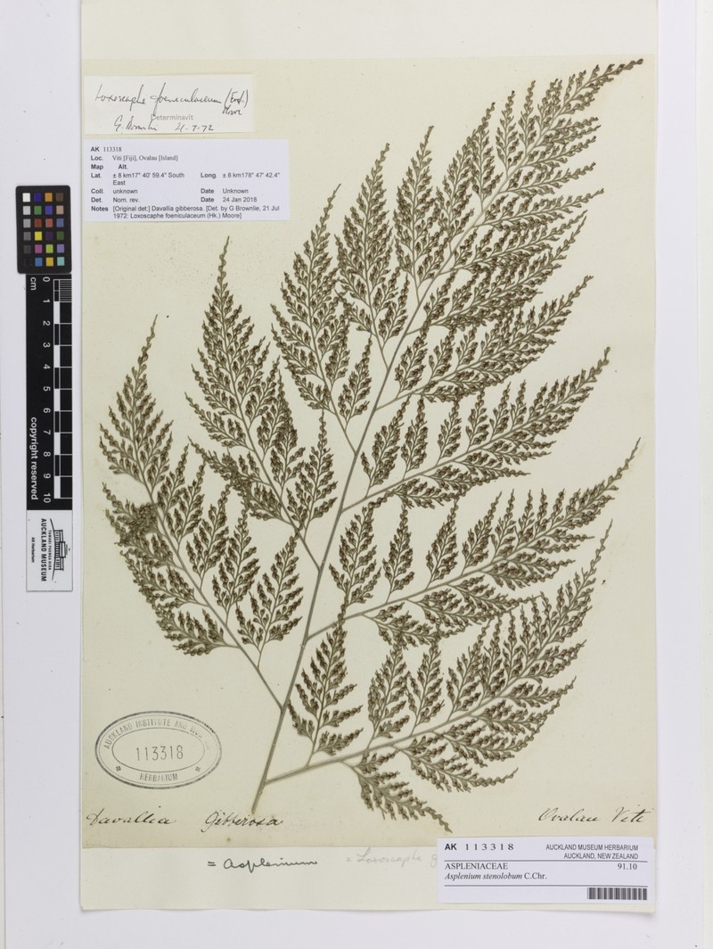 Asplenium stenolobum