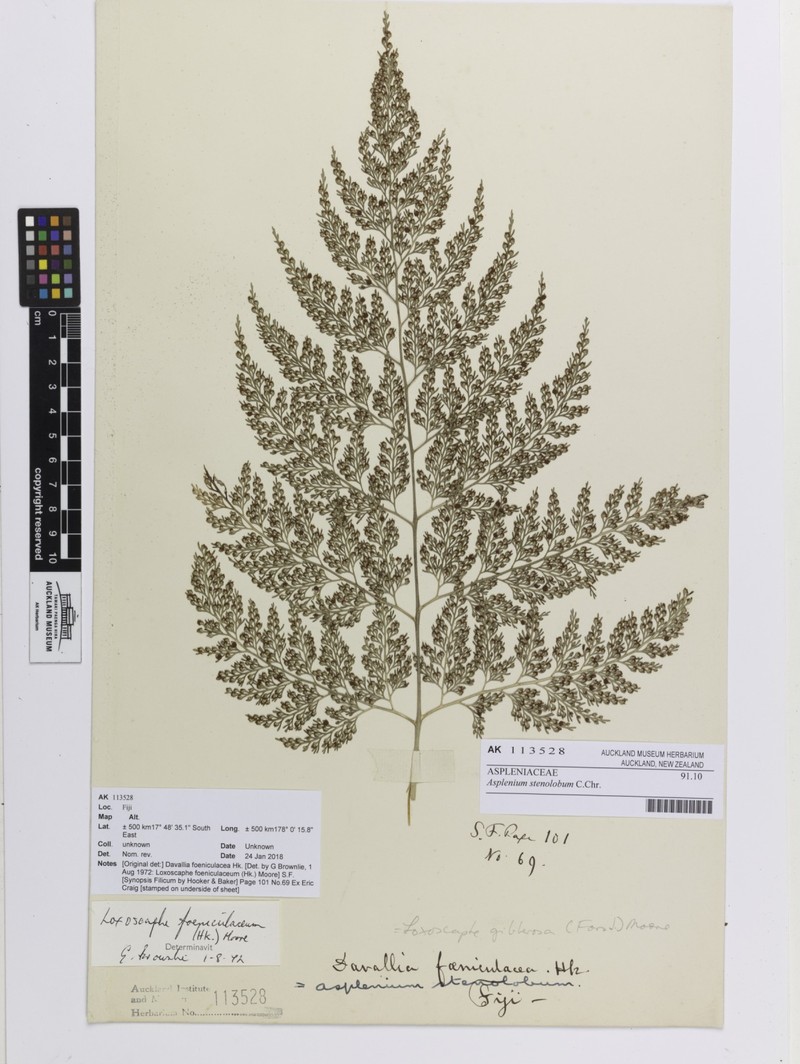 Asplenium stenolobum photo 6