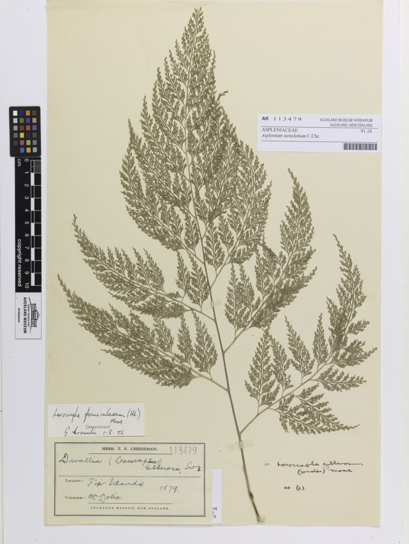 Asplenium stenolobum photo 7