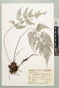 Asplenium stenolobum