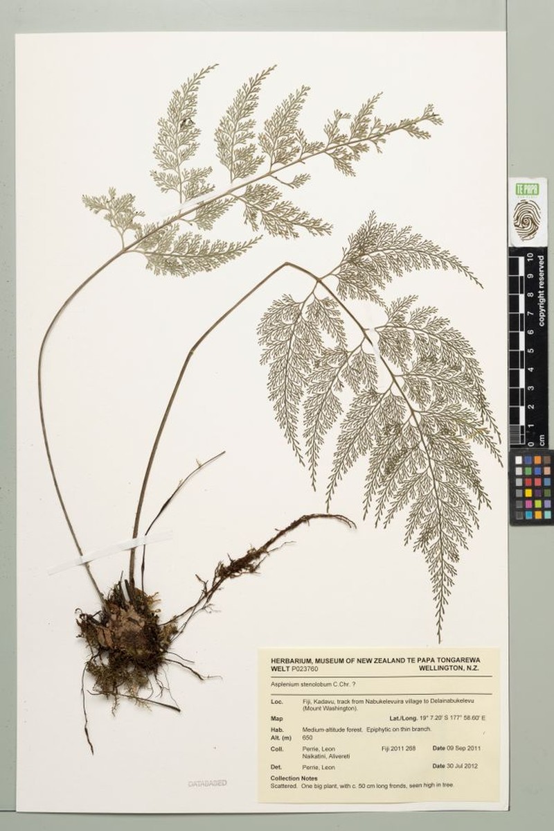 Asplenium stenolobum