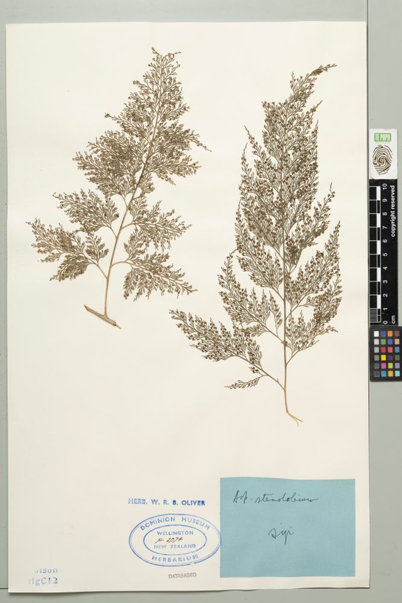 Asplenium stenolobum photo 2