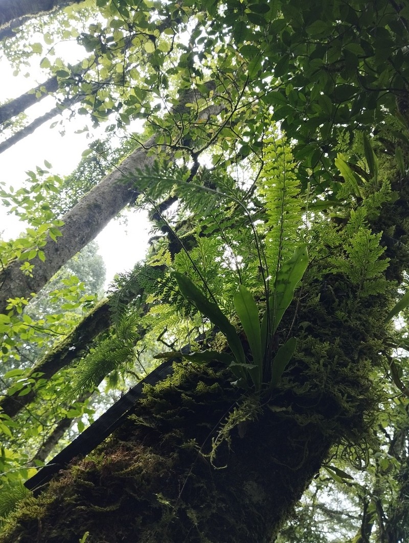 Asplenium stereophyllum photo 2