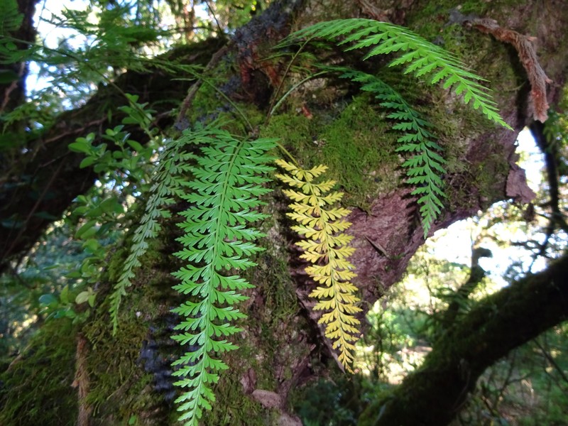Asplenium stereophyllum photo 4