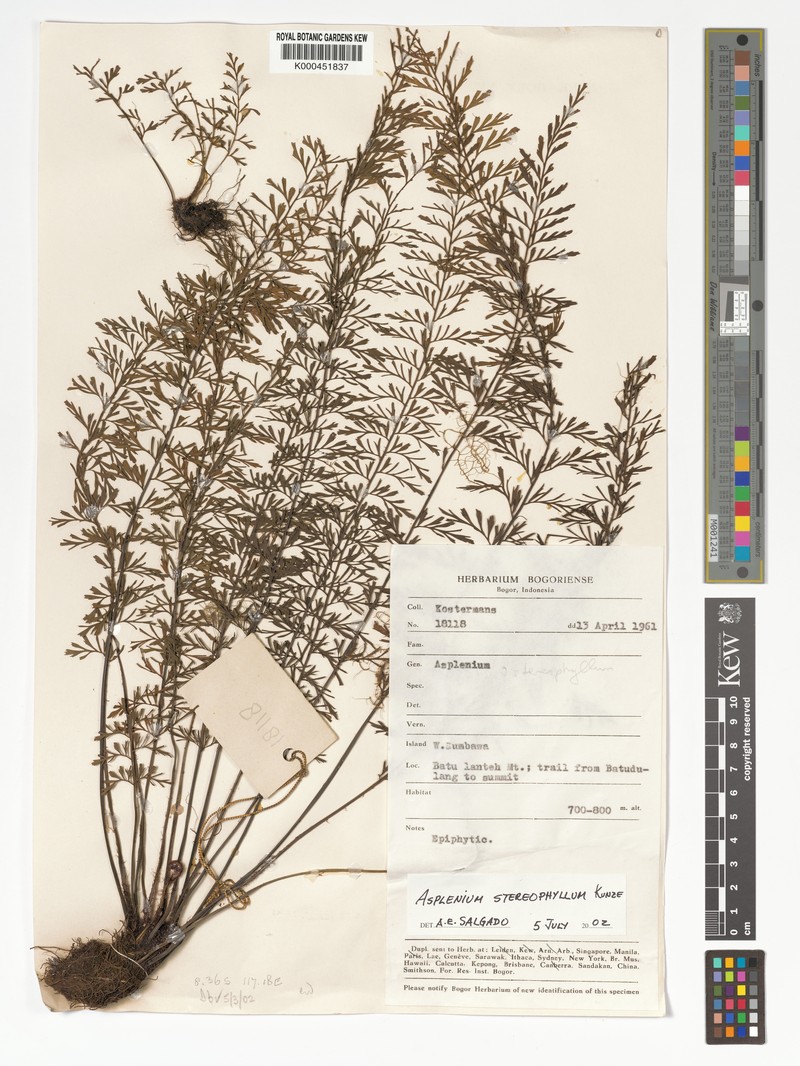 Asplenium stereophyllum photo 5