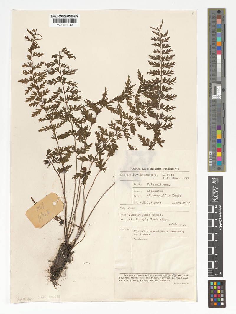 Asplenium stereophyllum photo 6