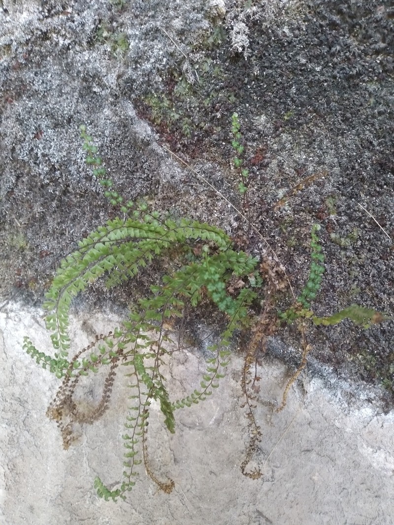 Asplenium stoloniferum photo 2