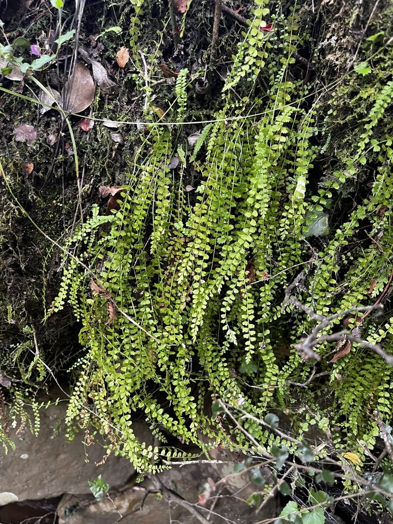 Asplenium stoloniferum photo 3