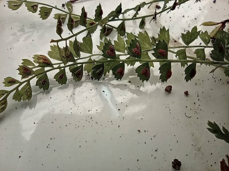 Asplenium stoloniferum photo 4