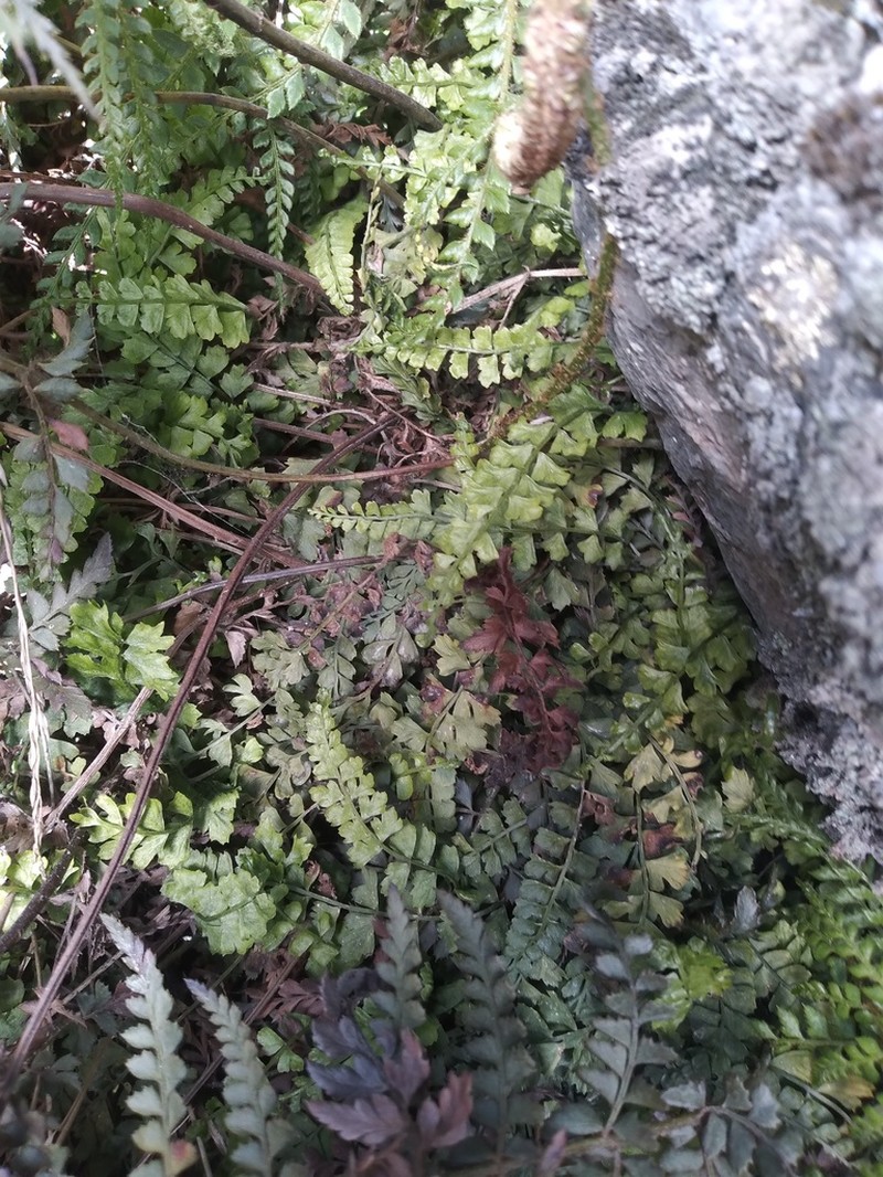 Asplenium stoloniferum photo 5