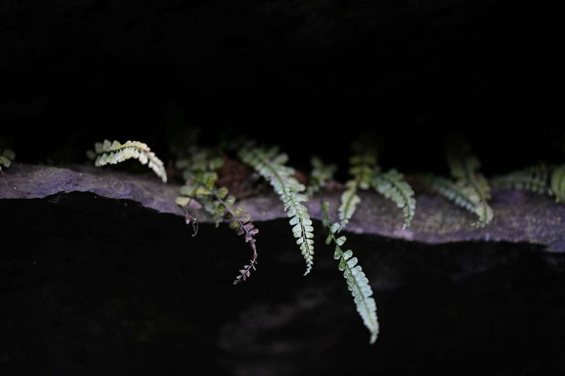 Asplenium stoloniferum photo 6
