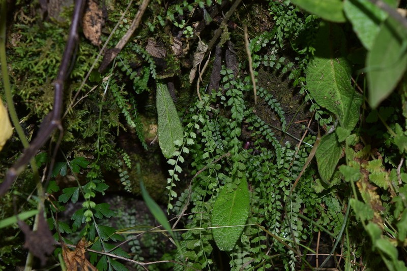 Asplenium stoloniferum photo 7