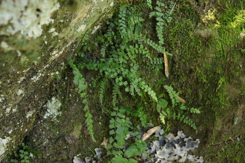 Asplenium stoloniferum photo 8