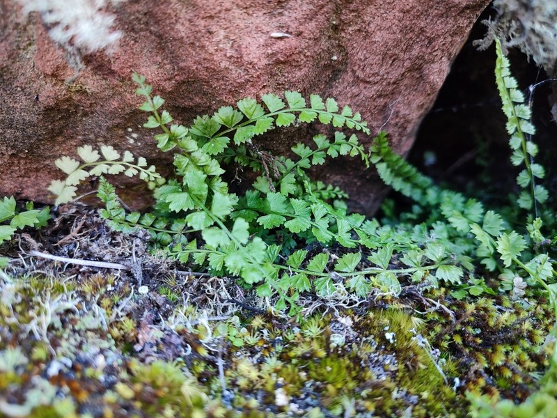 Asplenium stoloniferum