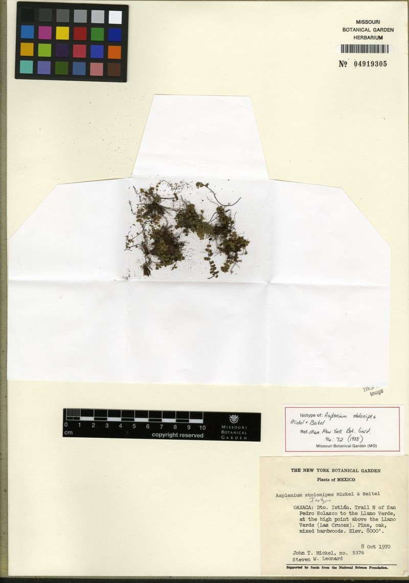 Asplenium stolonipes