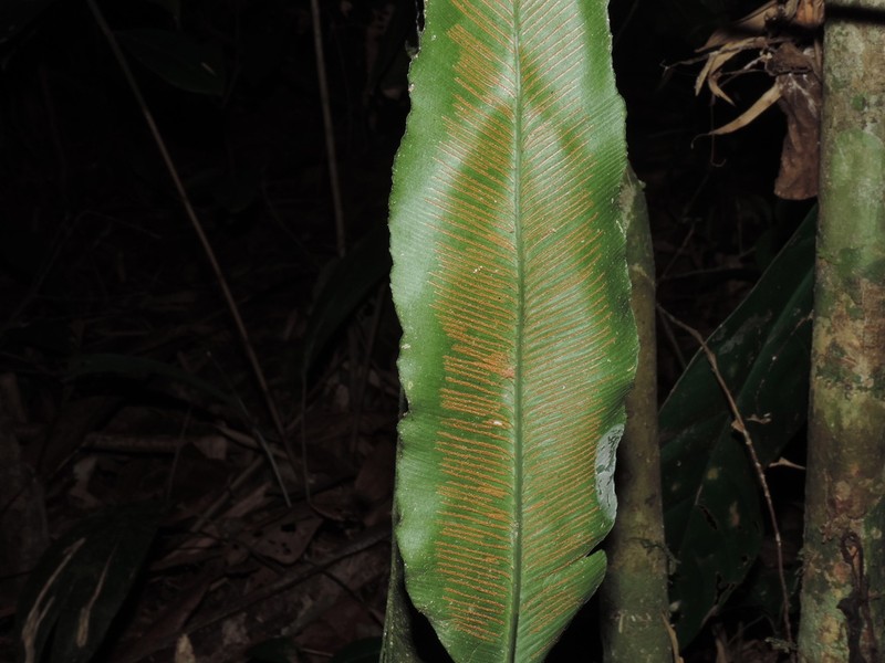 Asplenium stuebelianum