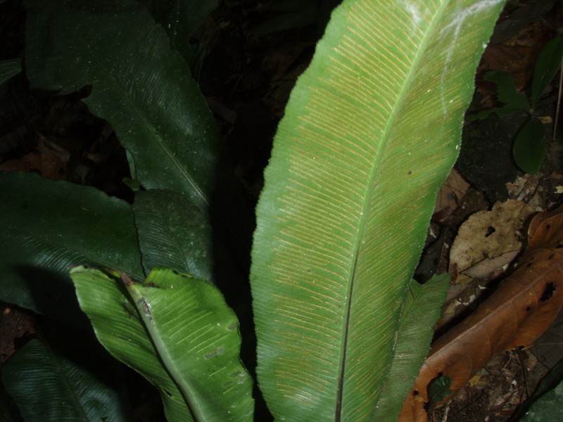 Asplenium stuebelianum photo 3