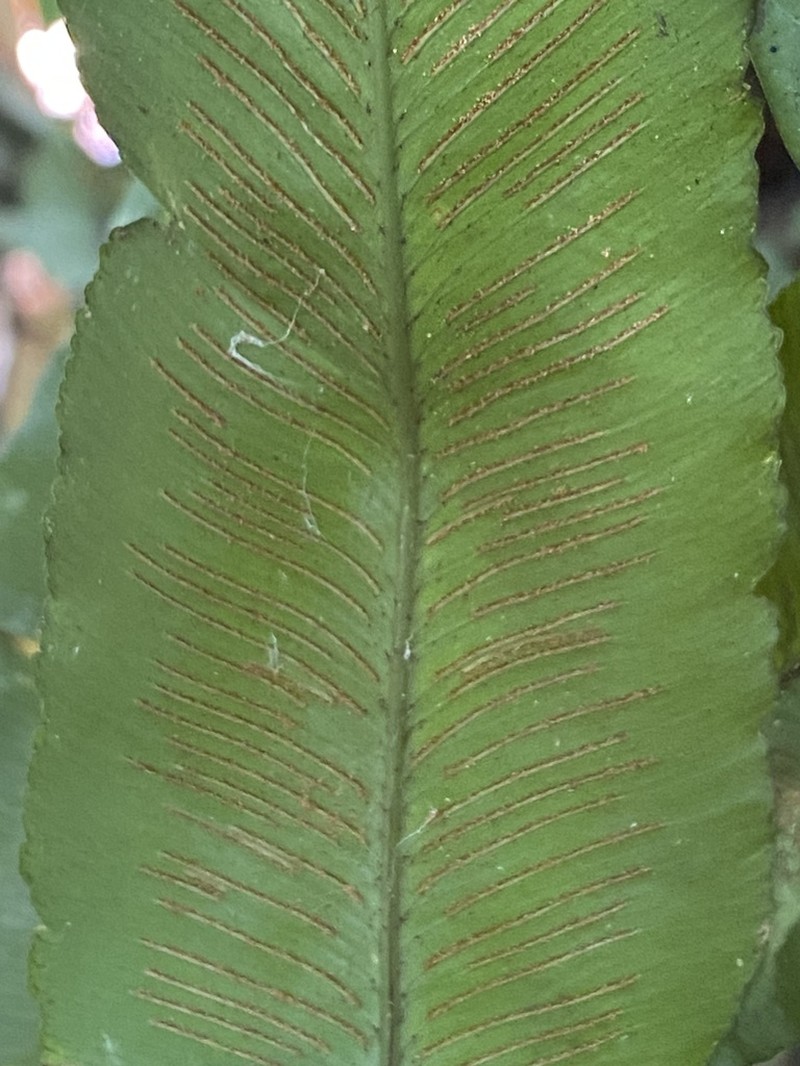 Asplenium stuebelianum photo 4