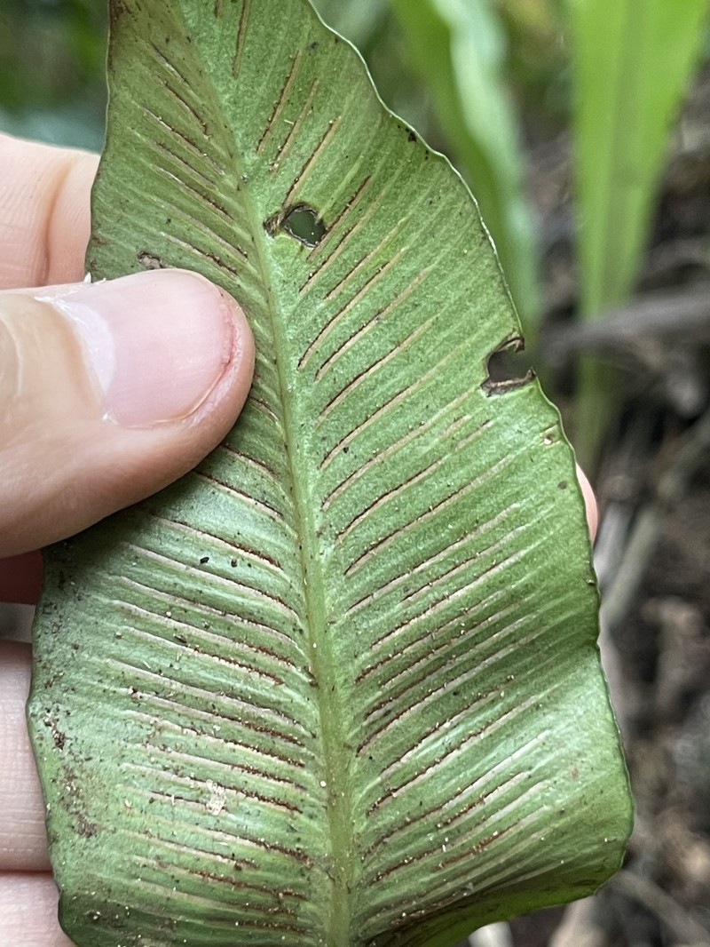 Asplenium stuebelianum photo 5