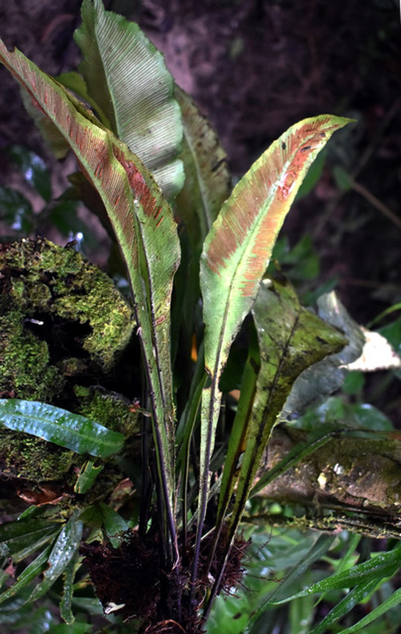 Asplenium stuebelianum photo 6