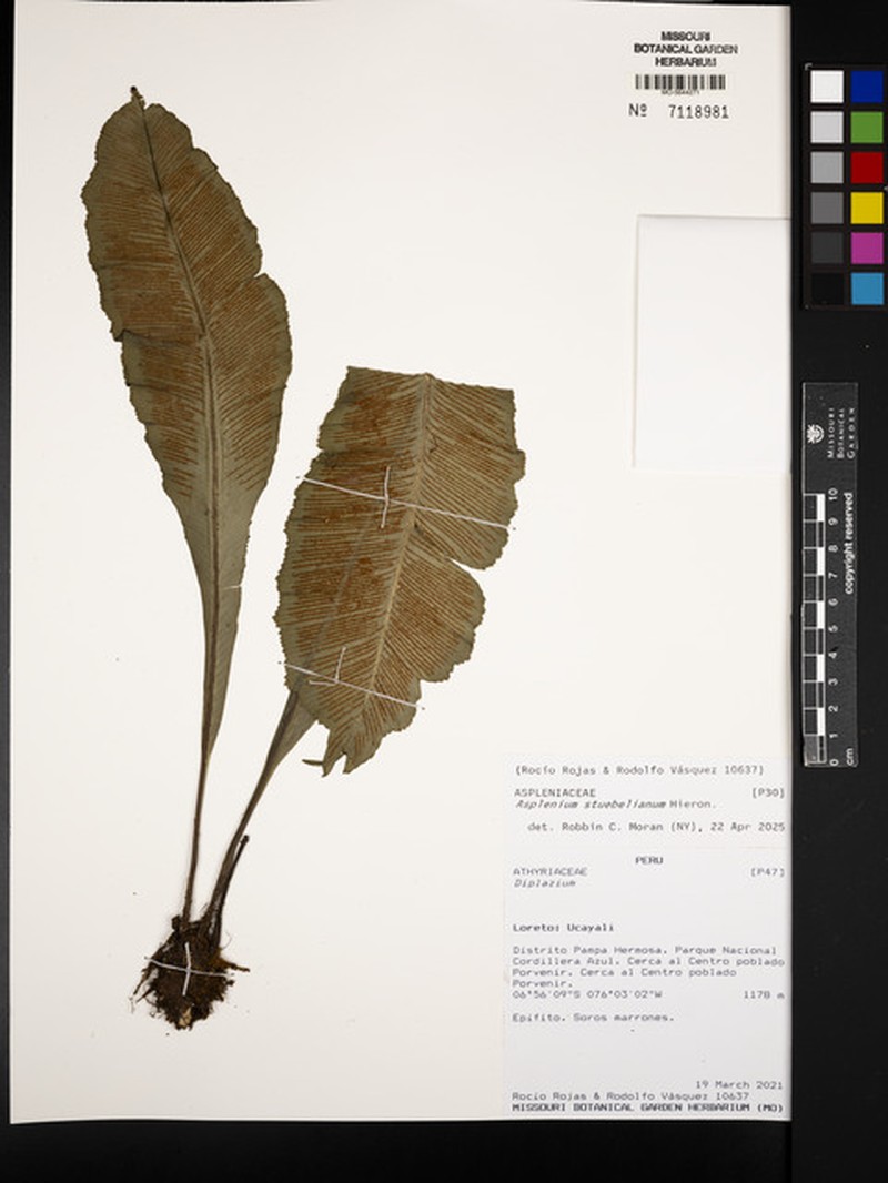 Asplenium stuebelianum photo 7