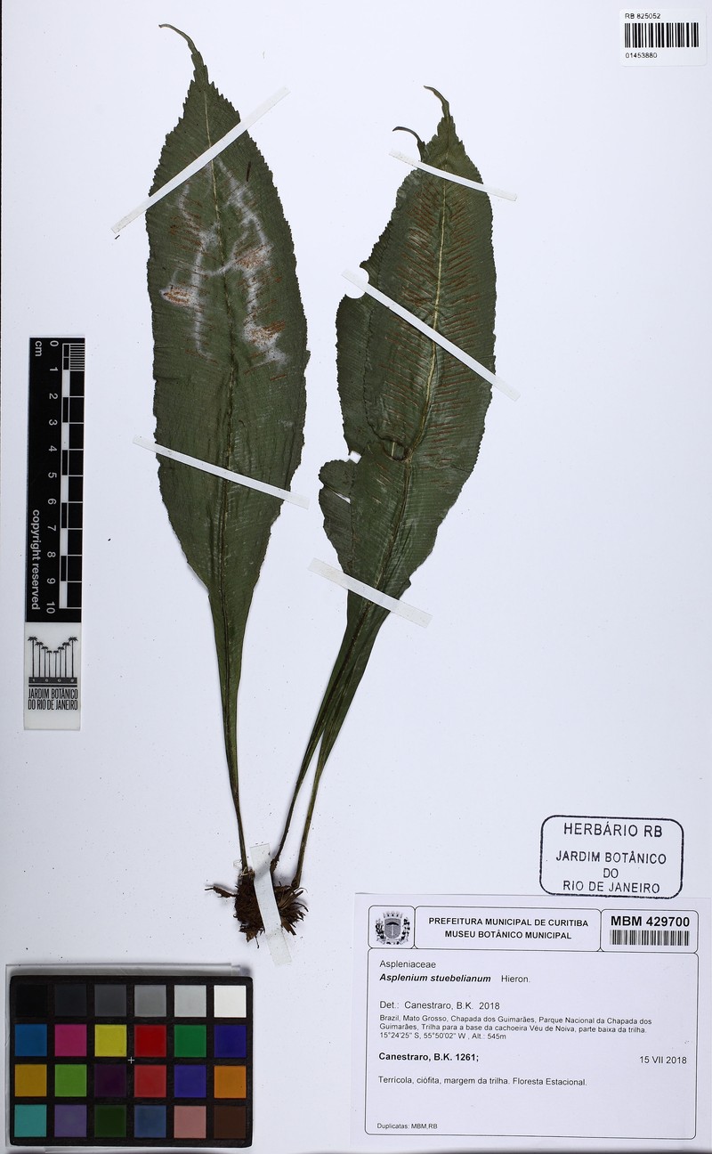 Asplenium stuebelianum