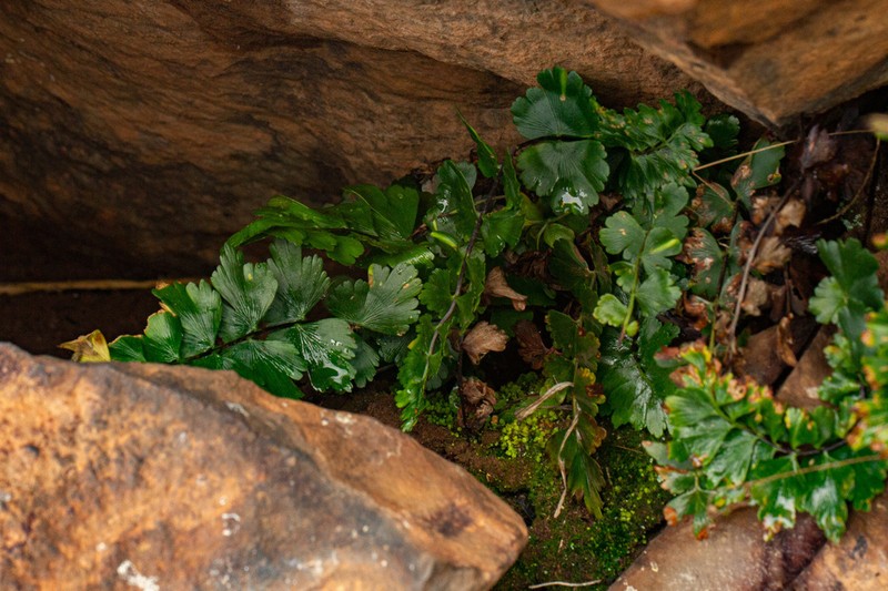 Asplenium stuhlmannii
