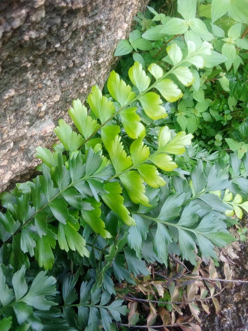 Asplenium stuhlmannii photo 2
