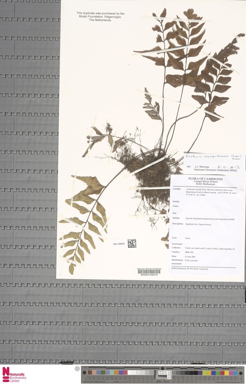 Asplenium subaequilaterale photo 2