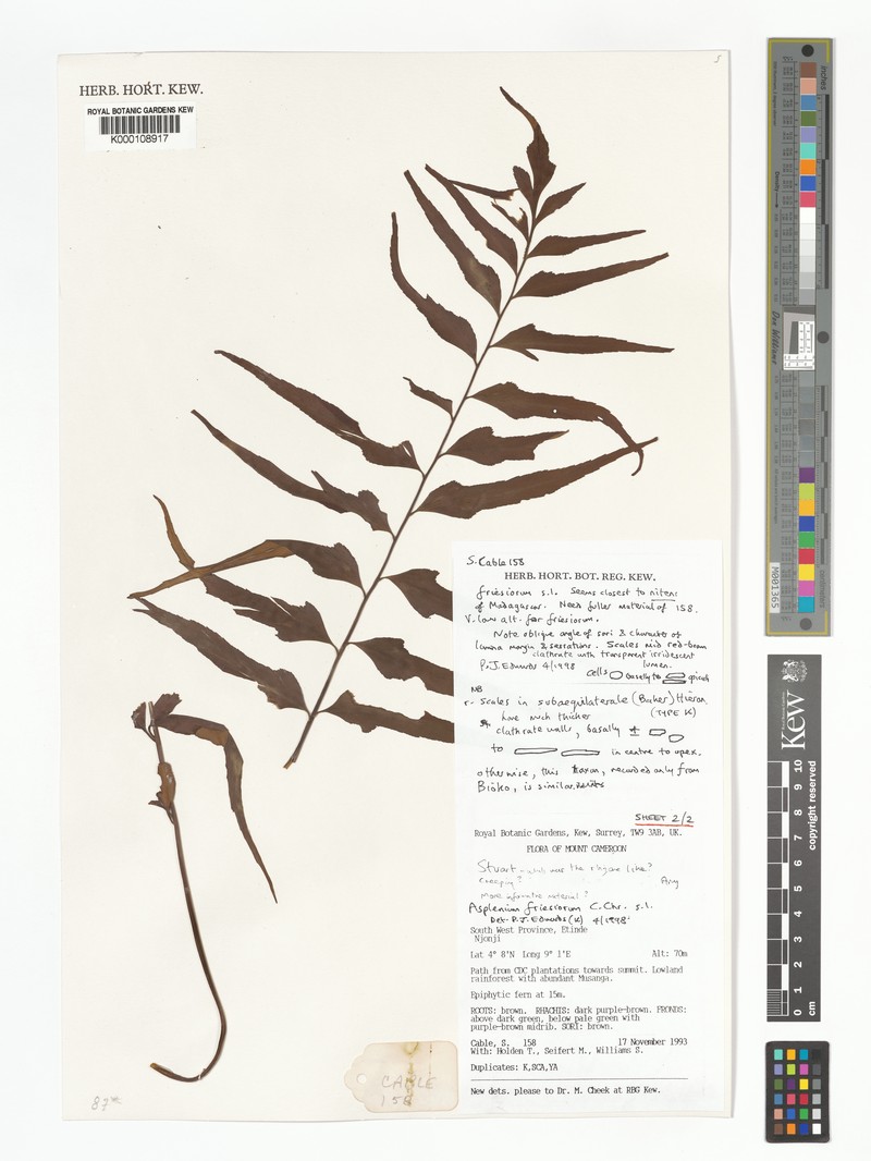 Asplenium subaequilaterale photo 3