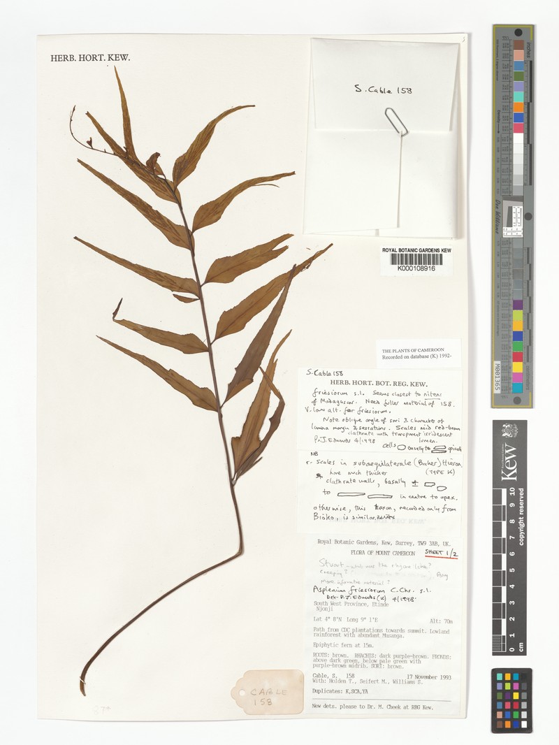 Asplenium subaequilaterale photo 4