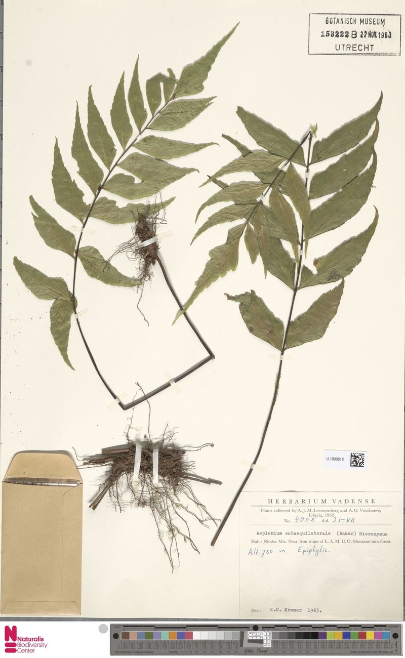 Asplenium subaequilaterale photo 5