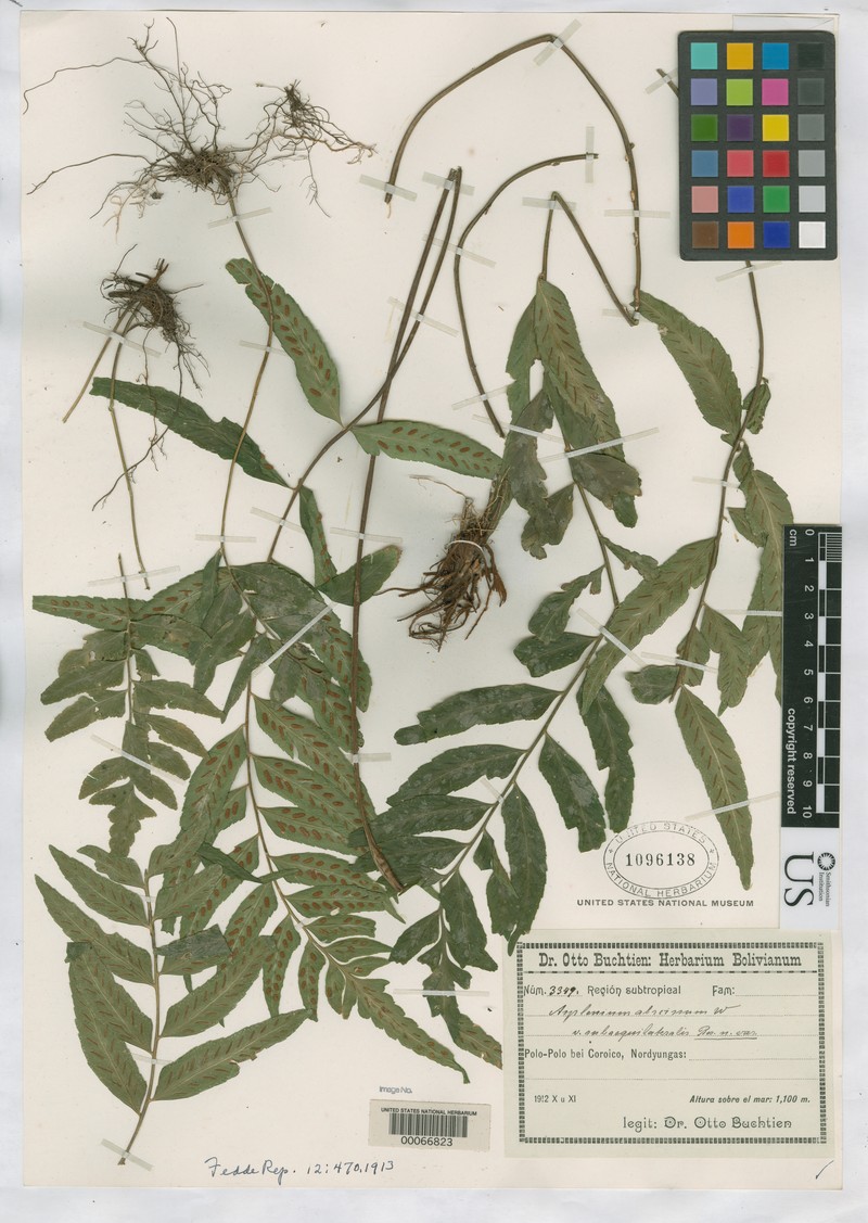 Asplenium subaequilaterale