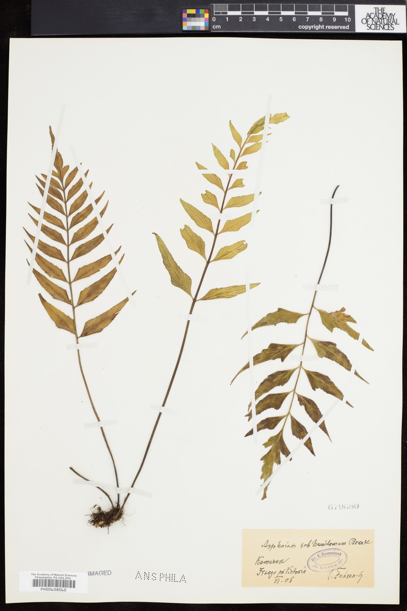 Asplenium subaequilaterale