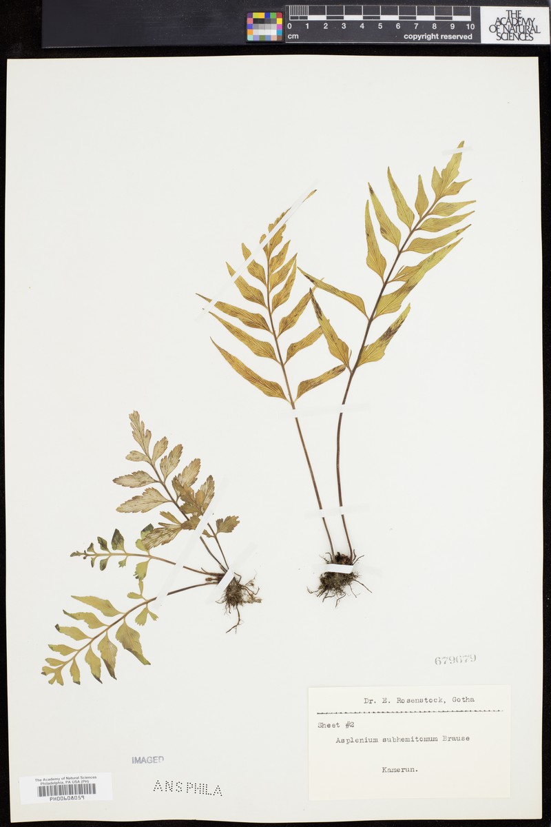 Asplenium subaequilaterale photo 2